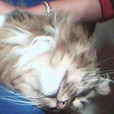 Norsk Skovkat Benjamin