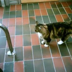 Norsk Skovkat Benjamin