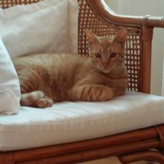 Blanding af racer Findus [Finn]