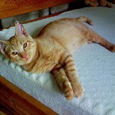 Blanding af racer Findus [Finn]