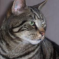 Blanding af racer O´Malley