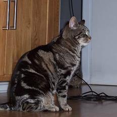 Blanding af racer O´Malley