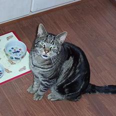 Blanding af racer O´Malley