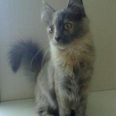 Blanding af racer Tessa *R.I.P*