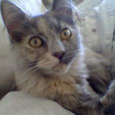 Blanding af racer Tessa *R.I.P*