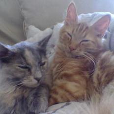 Blanding af racer Tessa *R.I.P*