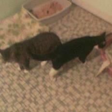 Blanding af racer Max