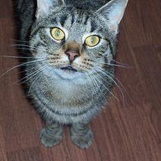 Blanding af racer Duchess