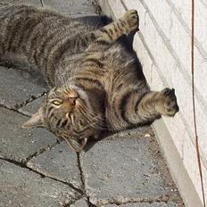 Blanding af racer Duchess