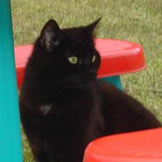 Blanding af racer Sorte Mis - Bortløben :(