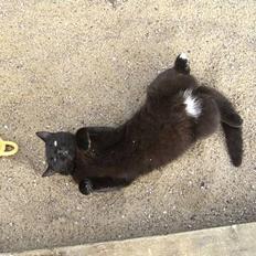 Blanding af racer Sorte Mis - Bortløben :(