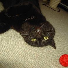 Blanding af racer Sorte Mis - Bortløben :(