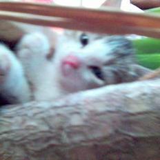 Blanding af racer Mini Kahli