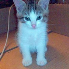 Blanding af racer Mini Kahli