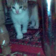 Blanding af racer Mini Kahli