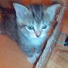 Blanding af racer Chuck Norris