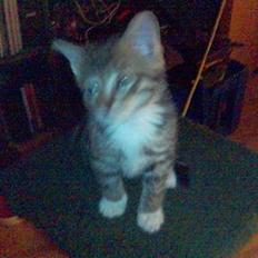 Blanding af racer Chuck Norris