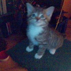 Blanding af racer Chuck Norris