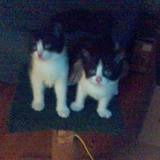 Blanding af racer Umfufu