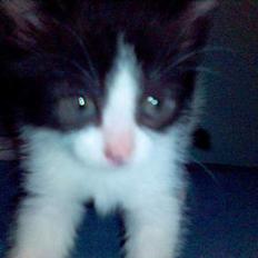 Blanding af racer Mustafa