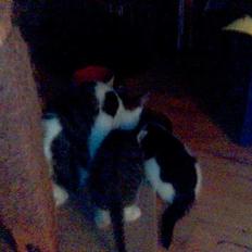 Blanding af racer Mustafa