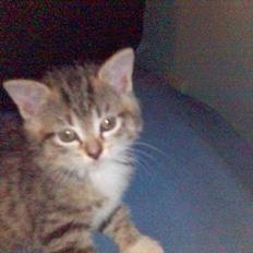 Blanding af racer P1