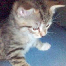 Blanding af racer P1