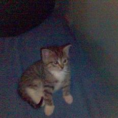 Blanding af racer P1