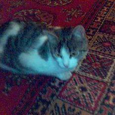 Blanding af racer Kahli