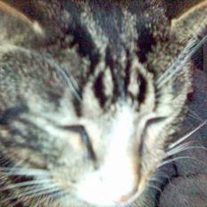 Blanding af racer Vishnu