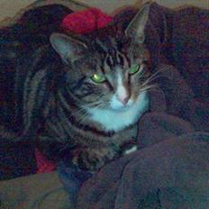 Blanding af racer Vishnu