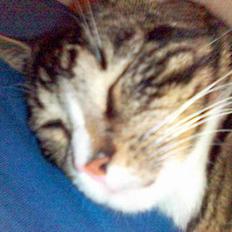 Blanding af racer Vishnu