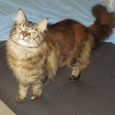 Maine Coon Monroe