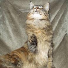 Maine Coon Monroe