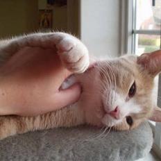 Blanding af racer Oscar