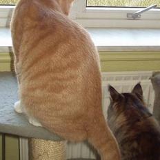 Blanding af racer Oscar