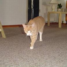 Blanding af racer Oscar