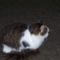 Blanding af racer pjuske