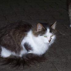 Blanding af racer pjuske