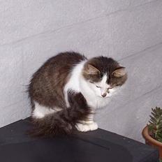 Blanding af racer pjuske