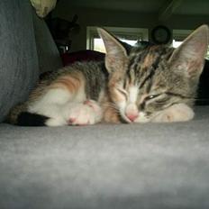 Blanding af racer Fanta