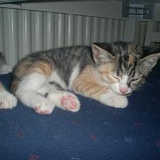 Blanding af racer Fanta