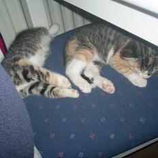 Blanding af racer Fanta