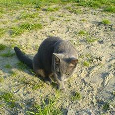 Blanding af racer Pepsi *RIP*