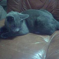 Blanding af racer Pepsi *RIP*