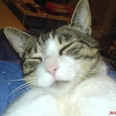 Blanding af racer pussi