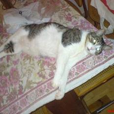 Blanding af racer pussi