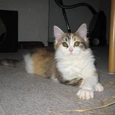 Blanding af racer Main Coon / Perser..Silke