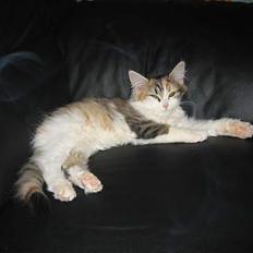 Blanding af racer Main Coon / Perser..Silke