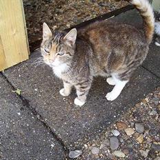 Blanding af racer Tiger